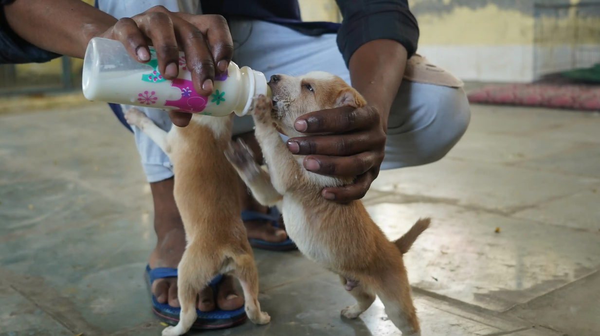 Dog Care